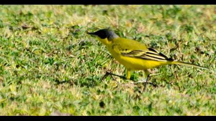 Sarı kuyruksallayan