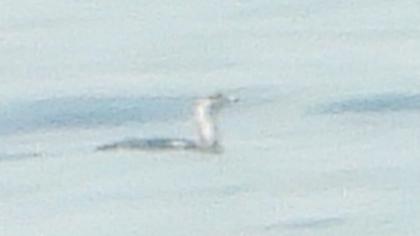 Kızılgerdanlı dalgıç