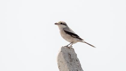 Büyük örümcekkuşu