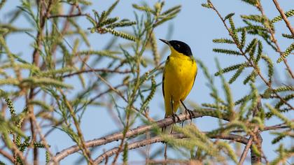 Sarı kuyruksallayan
