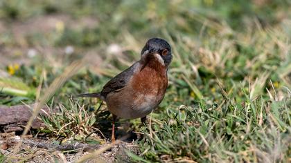Bıyıklı ötleğen