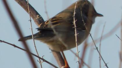 Akgerdanlı ötleğen