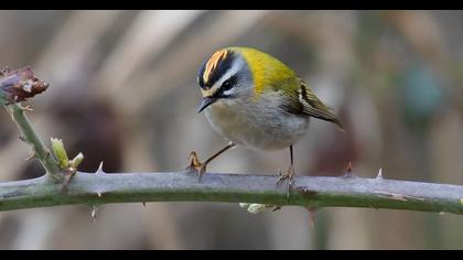 Sürmeli çalıkuşu