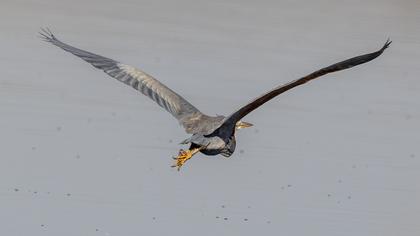 Erguvani balıkçıl