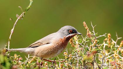 Bıyıklı ötleğen