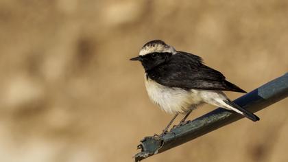 Kıbrıs kuyrukkakanı