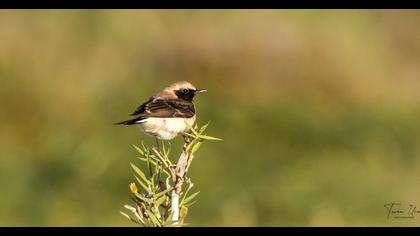 Karakulaklı kuyrukkakan