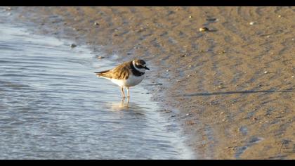 Common Ringed Plover