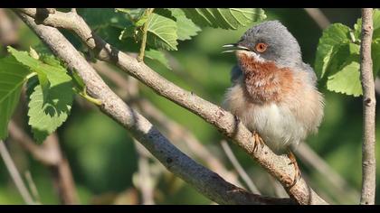 Bıyıklı ötleğen