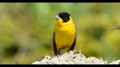 Karabaşlı kirazkuşu