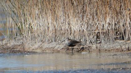 Karakarınlı kumkuşu