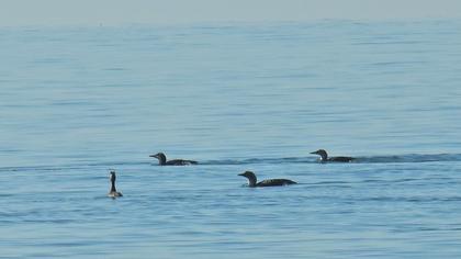 Karagerdanlı dalgıç