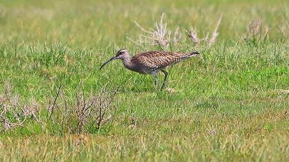 Sürmeli kervançulluğu