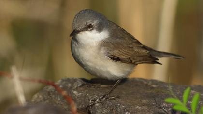 Küçük akgerdanlı ötleğen