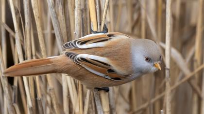 Bıyıklı baştankara