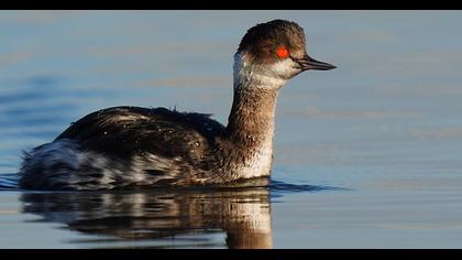 Karaboyunlu batağan