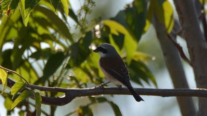 Kızılsırtlı örümcekkuşu