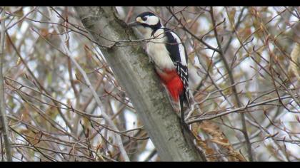 Orman alaca ağaçkakanı