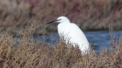 Küçük ak balıkçıl
