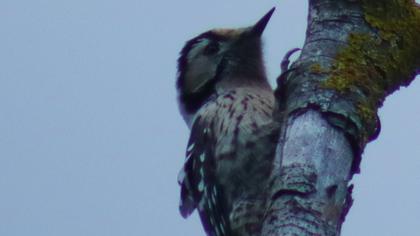 Küçük ağaçkakan