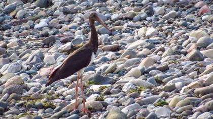 Black Stork