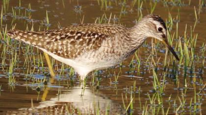 Orman düdükçünü