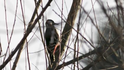 Orman alaca ağaçkakanı