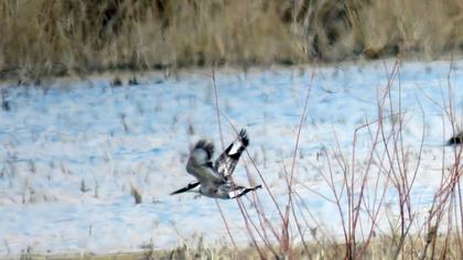 Alaca yalıçapkını