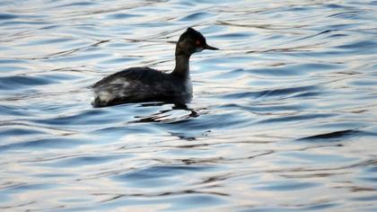 Karaboyunlu batağan