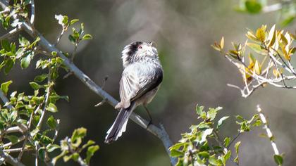 Uzunkuyruklu baştankara