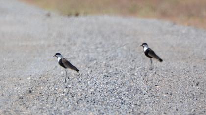 Spur-winged Lapwing