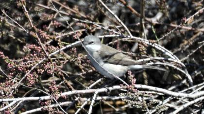 Küçük akgerdanlı ötleğen