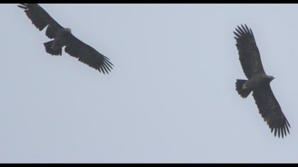 Büyük orman kartalı