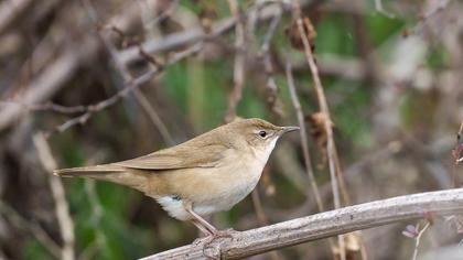 Bataklık kamışçını