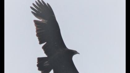 Küçük orman kartalı