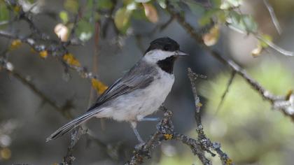 Akyanaklı baştankara