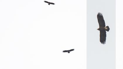 Küçük orman kartalı