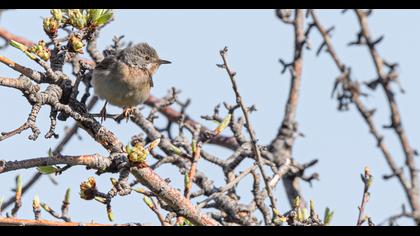 Bıyıklı ötleğen