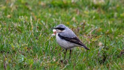Northern Wheatear