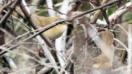 Bataklık kamışçını