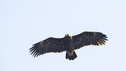 Büyük orman kartalı