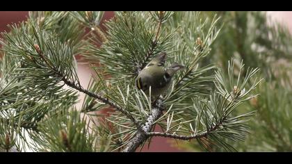 Goldcrest