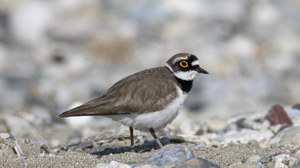 Halkalı küçük cılıbıt