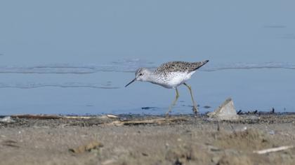 Bataklık düdükçünü
