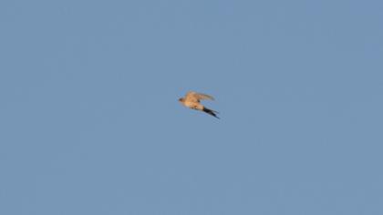 Kızıl kırlangıç