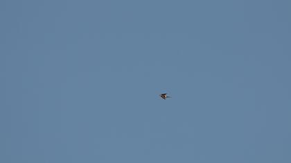 Kızıl kırlangıç