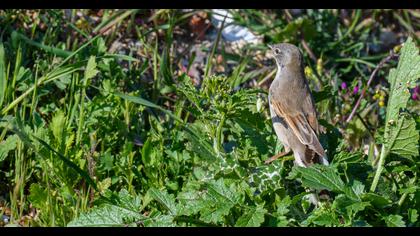 Akgerdanlı ötleğen