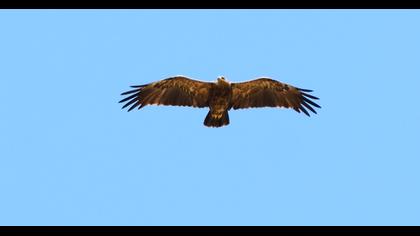 Küçük orman kartalı