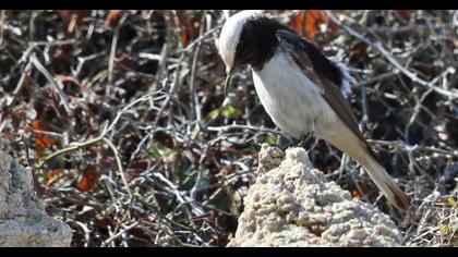 Keşiş kuyrukkakanı