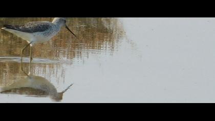 Bataklık düdükçünü